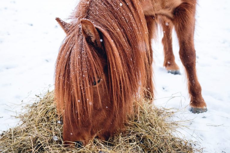 Lire la suite à propos de l’article Noël dans les quartiers ouest